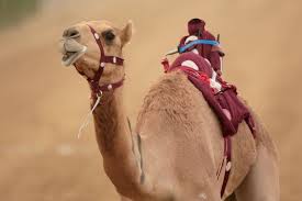 Wild camels have wreaked havoc across the outback since they were first introduced in the 1840s to help explorers navigate the vast nation. Asda Is Now Selling Camel Milk The Latest Celebrity Health Trend Birmingham Live