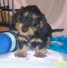 Search north carolina dog rescues and shelters here. Dachshund Puppies Raleigh Nc L2sanpiero