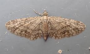 Image result for Eupithecia tenuiata