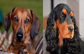 Diferencias Entre Cocker Y Teckel Perro Coker Teckel Perros De Caza