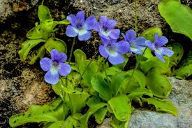Di accettare in silenzio tutto il mio essere, anche ciò che io stessa non capivo, anche. Curiosita La Pianta Carnivora Di Seui La Pinguicula Sehuensis Intervista Al Dott Cannas Uno Degli Autori Del Ritrovamento Vistanet