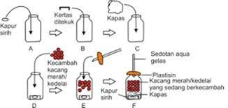 Kondisi lingkungan di sekitar masih mendukung. Praktikum Respirasi Pada Makhluk Hidup Media Ilmu