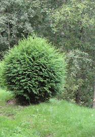 We did not find results for: Pallotuija Thuja Occidentalis Woodwardii 80 100