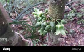 Image result for Brexia