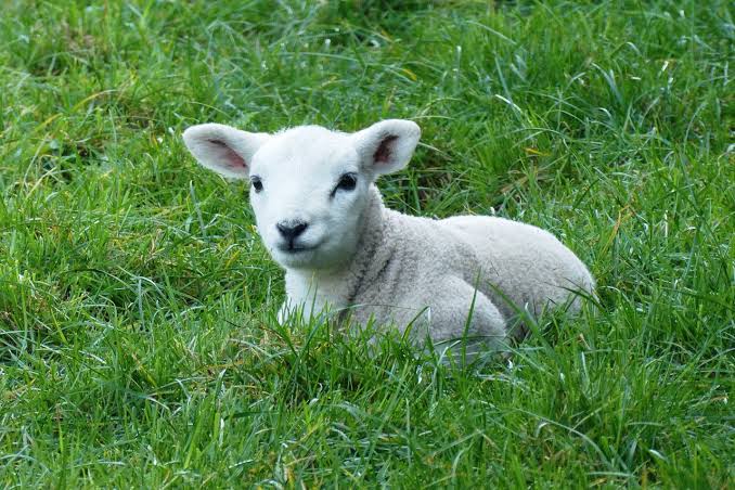 Spending another spring raising bottle lamb babies - Farm and Dairy