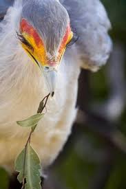 Que Bello Sus Pestanas Y Ojitos Beautiful Birds Colorful Birds Animals Beautiful