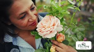 Trandafiri cu flori mari și parfumate