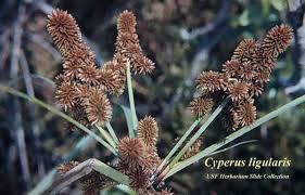 Image result for Cyperus luteus