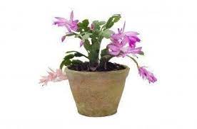 Fast draining formula contains a mixture of sphagnum peat moss, composted forest products, sand and perlite that is excellent for growing cactus, palm, citrus and other succulents helps prevent soil compaction. Christmas Cactus Repotting When And How To Repot A Christmas Cactus