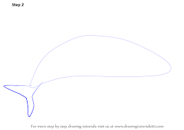 Click image for bigger version. Learn How To Draw A Tiger Shark Fishes Step By Step Drawing Tutorials
