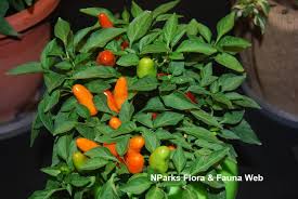 Image result for Capsicum annuum