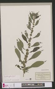 Image result for Synsepalum passargei