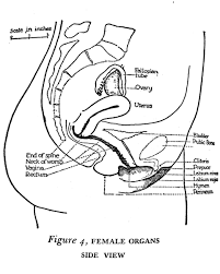 Internal female organs diagram female anatomy diagram internal. Historical Sex Guides On Twitter 1932 Diagram Of Female Reproductive Organs From The Sexual Side Of Marriage By M J Exener 1932 Histsex