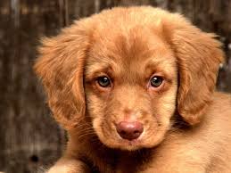 We did not find results for: 170 Honden Achtergronden Hd Gratis Afbeeldingen