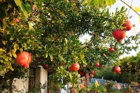 Pomegranate trees can be grown in regions with a similar climate to the mediterranean, like parts of california. Garnet Pomegranate Tree Fruit Garden Leaf Nature Plant Flora Season Fresh Pikist