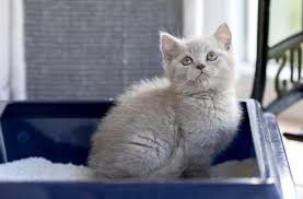 My cat does not bury its feces: 7 strange habits that cats do with the litter box - Veterinary Clinics Guide | Veterinarian in your hands