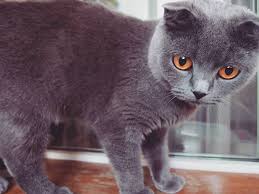 instagram photo by fiona drimosenso feb 27 2016 at 11 01pm utc cute animals animals cute cats