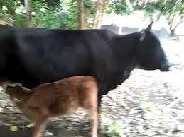 Kos penghantaran luar lembah klang + rm300. Dua Beranok Lembu Untuk Dijual Youtube