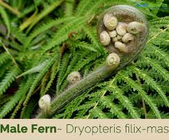 Although a common fern in most of its european range, this species is found only in a few mountainous localities in andalusia, southern iberian peninsula. Male Fern Facts And Health Benefits