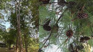 Image result for Pinus