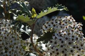 Image result for Oleandra distenta