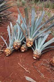 We did not find results for: How Is Tequila Made