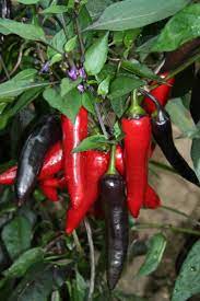 Pin By Katrina Surendra Prasad On Chillies Chilli Plant Stuffed Hot Peppers Hot Pepper Seeds