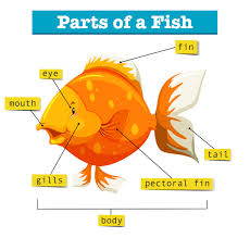 Practice parts of the body with funny games, pronunciations, images,quizzes, puzzles and ⬤ body parts picture in english. Diagram With Parts Of Fish 1338051 Download Free Vectors Clipart Graphics Vector Art