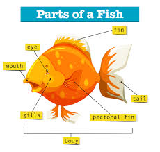 These body panels are the only parts specifically designed to fit your ford or lincoln vehicle. Diagram With Parts Of Fish 1338051 Vector Art At Vecteezy