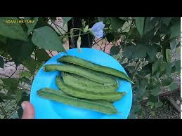 Kacang botol malaysia is one of the famous crop of the 4 kings dish in malaysia. Pembajaan Kacang Botol Supaya Berbuah Lebat Serta Khasiatnya Youtube