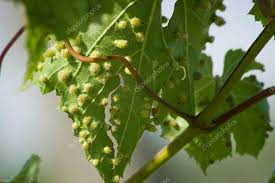 Image result for Colomerus vitis