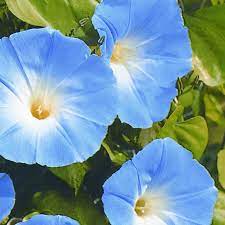 Buy Morning Glory Ipomoea Tricolor Heavenly Blue