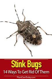 Plants that repel stink bugs. 14 Ways How To Get Rid Of Stink Bugs In The Garden Stink Bugs Bug Problem Stink Bug Repellent