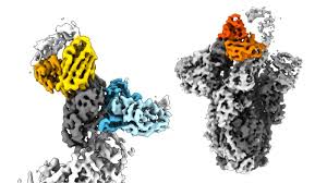 Adaptive Human Antibodies Combat SARS-CoV-2 Mutations