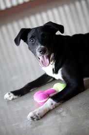 We did not find results for: Camp Bow Wow Premier Dog Daycare And Dog Boarding Facilities Dog Boarding Facility Dog Daycare Office Pets