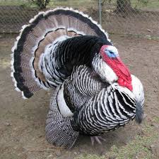 For turkeys smaller than 16 pounds, estimate 1 pound per serving (this accounts for bone weight). How Many Turkeys How Big California Turkey Farmers Retailers Must Be Nimble During Coronavirus Thanksgiving
