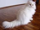 Persian cat - Wikipedia