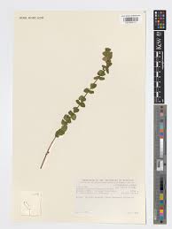 Image result for Clinopodium uhligii