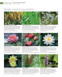 Water lilies grow from the muddy bottom of a body of water. Fish Or Wildlife Pond And Bog Aquatic Plants Nymphaea Hollandia Water Lily Kit Medium Water Lilies Bareroot Water Features Ponds Garden Decor