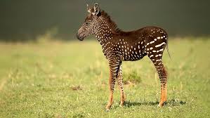 Zebras can be seen in a broad range in the eastern and southern regions of africa. Rare Polka Dotted Baby Zebra Discovered In Kenya Incredible Photos Show Fox News