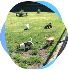 We will find the best kennels near you (distance 5 km). Menagerie Whakatane Boarding Kennels Cattery Doggy Daycare