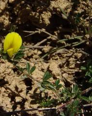 Image result for Microcharis remotiflora