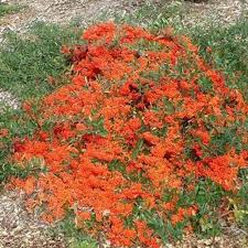 Image result for Pyracantha