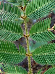 Image result for Mimosa pigra