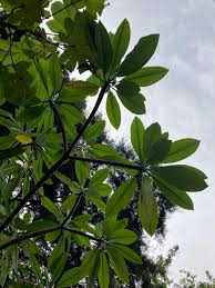 Image result for Lindackeria fragrans
