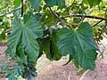 Image result for Cola mossambicensis