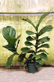Image result for F%EDkus Ficus