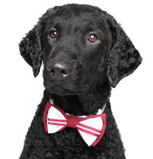 Don't miss what's happening in your neighborhood. Curly Coated Retriever Puppies For Sale Adoptapet Com