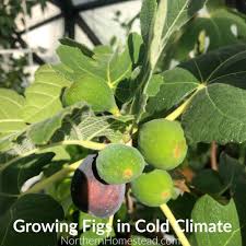 We did not find results for: Growing Figs In Cold Climate Northern Homestead