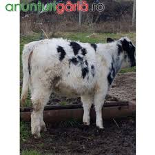 Vand vitei 400 500 kg sat hanu ancutei jud neamt inf la 0740327089 piatra neamt 93645 anunturi piatra neamt. Vand Vitei Pentru Carne In Viu Sau Taiati Agricultura Animale Din Buftea Ilfov